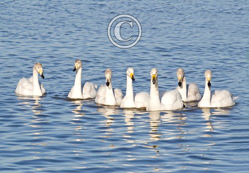 Group of Whooper Swans DM0393